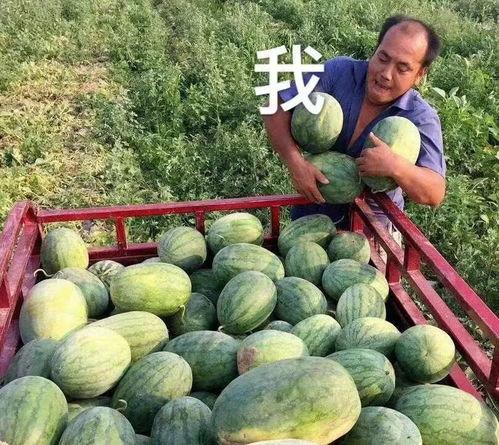 吃瓜监狱,一场关于真相与自由的较量