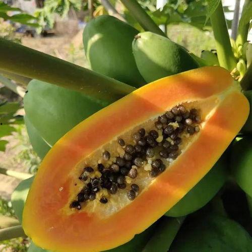 大树瓜熟了怎么吃,探索多种食用方法