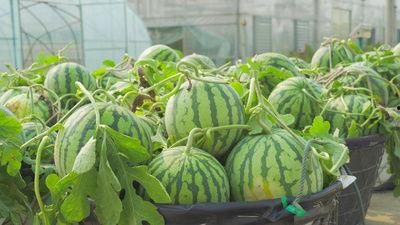 徽县大宝吃瓜视频