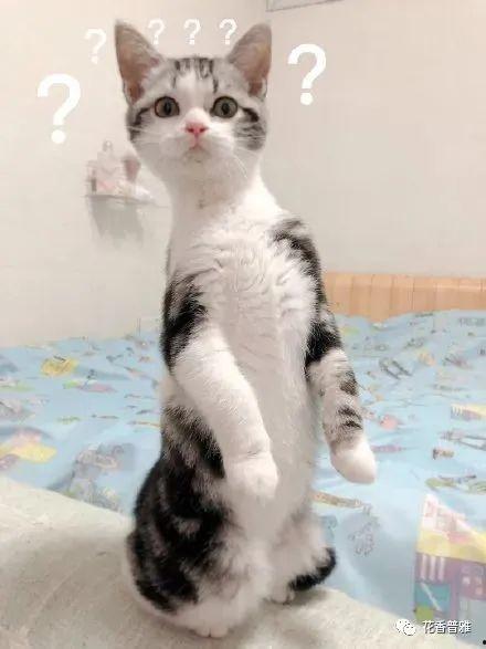 吃瓜猫咪影视大全,盘点热门影视，带你领略猫界风采