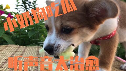 狗瓜怎么吃的,解锁美味新体验