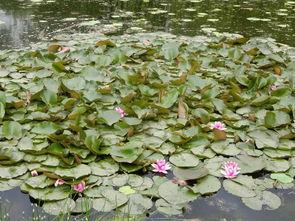 今日玉渊潭吃瓜,吃瓜群众的欢乐时光