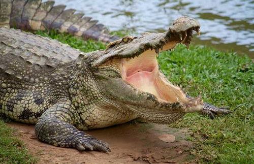 网红吃瓜鳄鱼,现场吃瓜鳄鱼引热议！