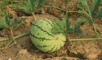 顿路边吃瓜,瓜香四溢，揭秘民间美食盛宴