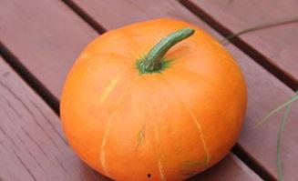 秋天吃的瓜蔬菜