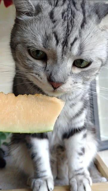 吃瓜猫猫贴纸,萌态可掬的趣味生活点缀