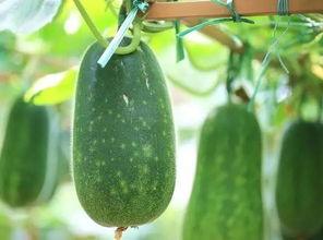 夏天都有什么瓜吃,盘点夏季必尝的清凉美味