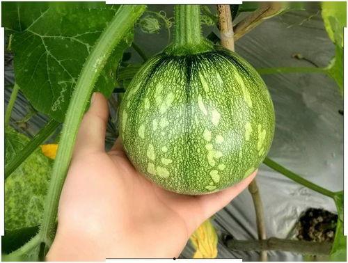 重庆郝吃瓜,揭秘山城美食背后的故事