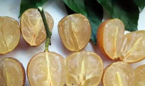 吃黄皮瓜嘴疼,却引发嘴疼困扰揭秘
