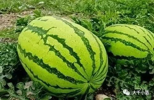 吃瓜网热门大瓜,揭秘娱乐圈最新劲爆大瓜！