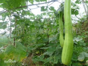 砍瓜怎么吃才好,探索美味多变的食用技巧