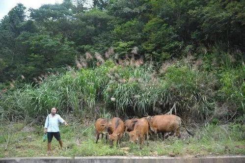 吃瓜致富牧歌,牧歌中的财富传奇