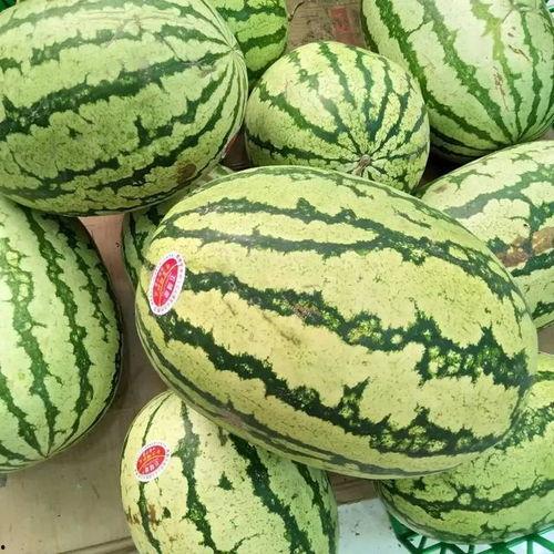 吃瓜买了个瓜,一场意外的“瓜”之旅