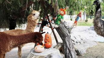 动物围观吃瓜图片,围观奇观，共享趣味时光