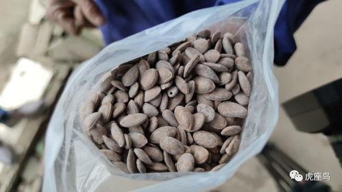 吃瓜怎么挣钱,揭秘如何从网络热点中赚取收益