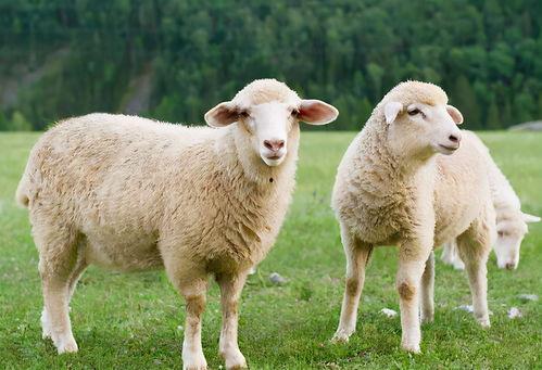 羊咩咩吃瓜小羊