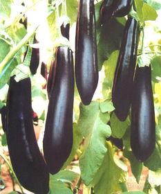 茄瓜吃皮吗,茄瓜皮的营养价值与食用指南