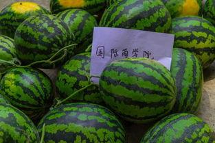 大学有吃瓜课,揭秘大学“吃瓜”课程背后的趣味与智慧