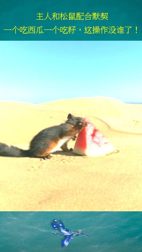 松鼠在这吃瓜,揭秘森林中的小确幸