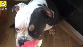 狗打架猫吃瓜,一场宠物间的“吃瓜”盛宴