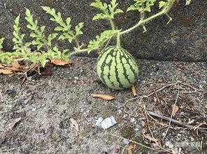 吃瓜视频找不到瓜怎么办,揭秘吃瓜视频无瓜之谜