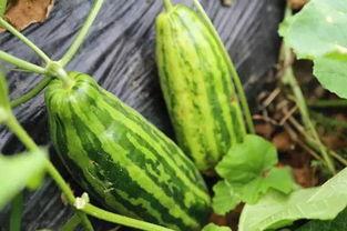 白青吃瓜,揭秘娱乐圈背后的那些事儿