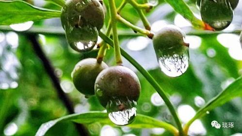 烟雨吃瓜,揭秘娱乐圈的幕后风云